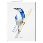 California Scrub Jay (Front)