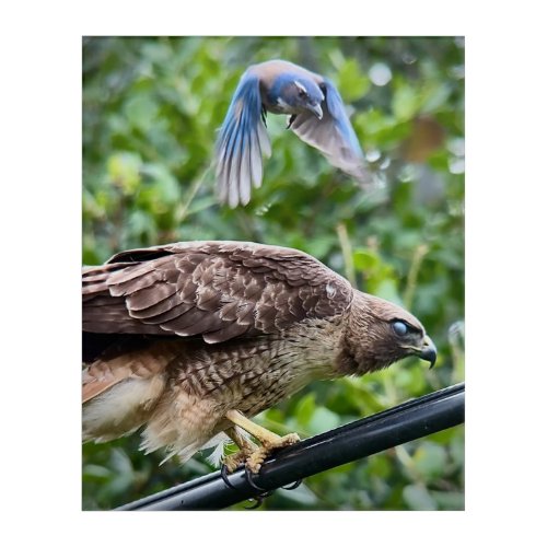 California Scrub Jay Attacking Red_tailed Hawk Acrylic Print