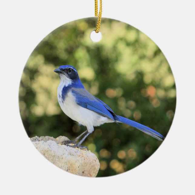 California Scrub Jay Ceramic Ornament (Front)