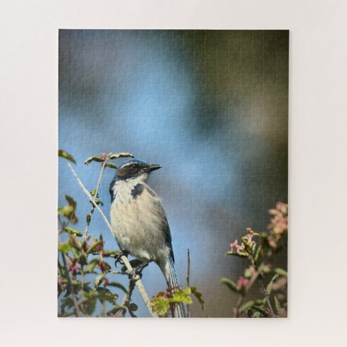 California Scrub Jay Jigsaw Puzzle