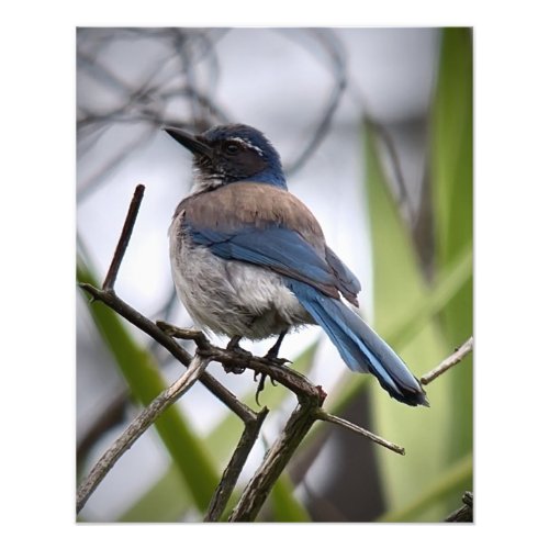 California Scrub Jay Photo Print