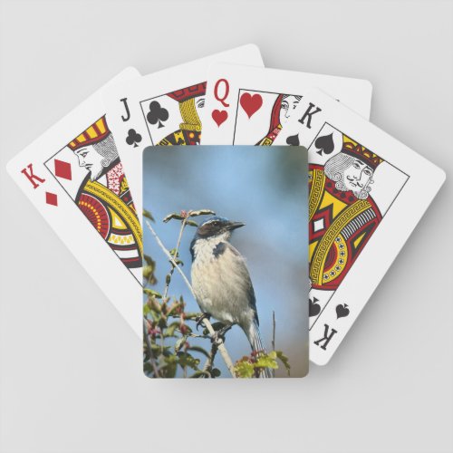 California Scrub Jay Playing Cards