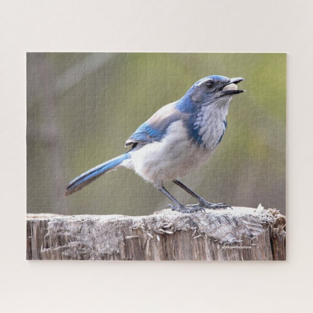 California Scrub Jay Songbird on Treestump Jigsaw Puzzle (Horizontal)