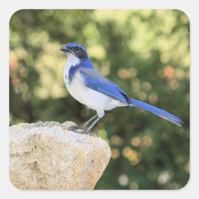 California Scrub Jay - Sticker (Front)
