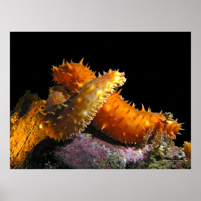 California Sea Cucumber Love - Fine Art Prints (Front)