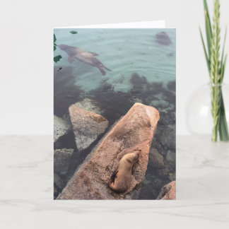 california sea life greeting card (blank inside)