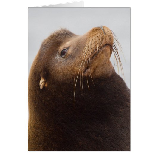 California Sea Lion (Front)