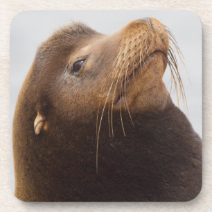 California Sea Lion Drink Coaster