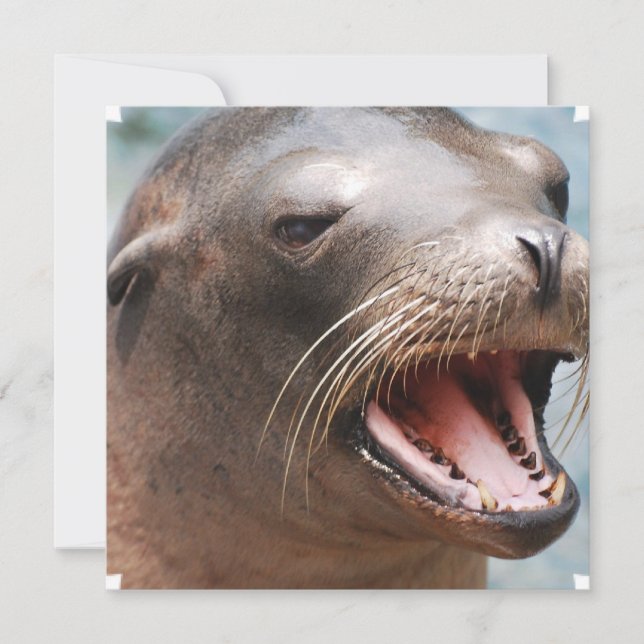 California Sea Lion Invitations (Front)