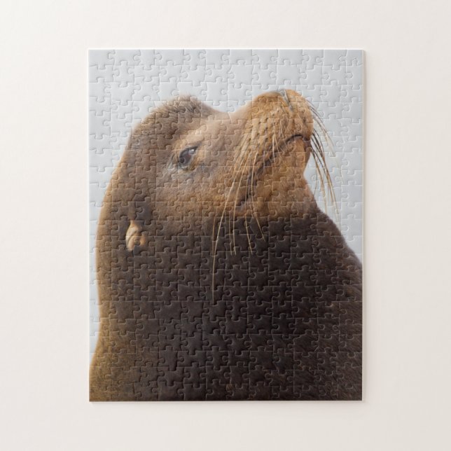 California Sea Lion Jigsaw Puzzle (Vertical)