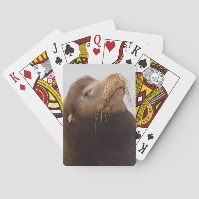 California Sea Lion Poker Cards (Back)
