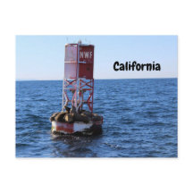 California Sea Lion Postcard