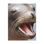 California Sea Lion Postcard