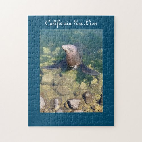 California Sea Lion Puzzle