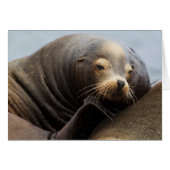 California Sea Lion Resting (Front Horizontal)