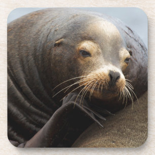 California Sea Lion Resting Drink Coaster