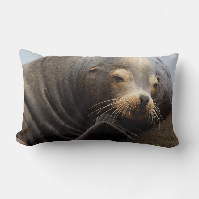 California Sea Lion Resting Lumbar Pillow (Front)