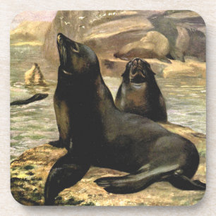 California Sea Lions by CE Swan, Vintage Animals Beverage Coaster
