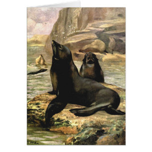 California Sea Lions by CE Swan, Vintage Animals Cards
