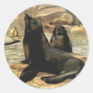 California Sea Lions by CE Swan, Vintage Animals Classic Round Sticker