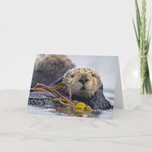 California Sea Otter Card