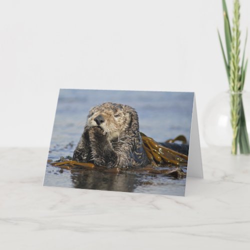 California Sea Otter Card _ Enhydra lutris photo