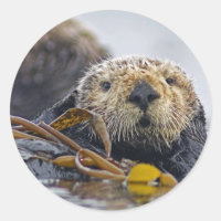 California Sea Otter