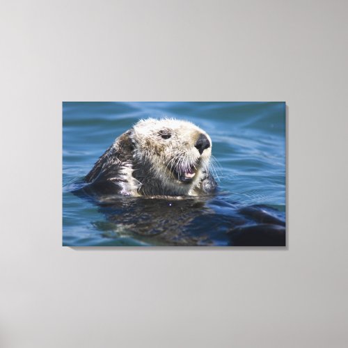 California Sea Otter Enhydra lutris grooms 2 Canvas Print