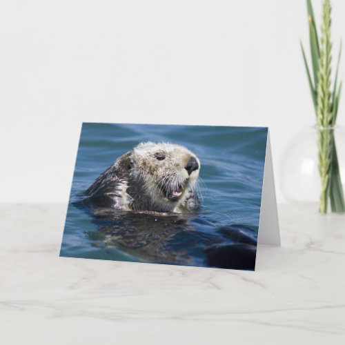 California Sea Otter Enhydra lutris grooms 2 Card