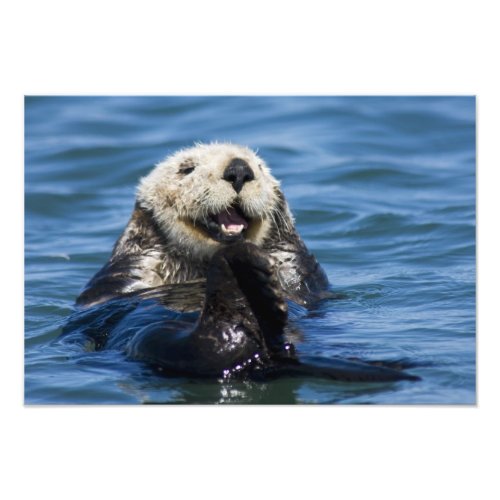 California Sea Otter Enhydra lutris grooms 2 Photo Print