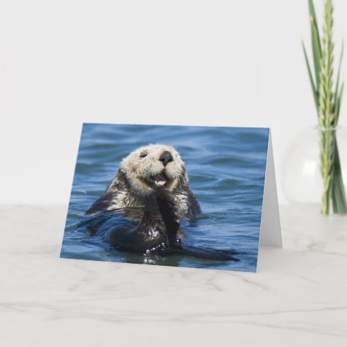 California Sea Otter Enhydra lutris grooms Card