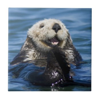 California Sea Otter Enhydra Lutris) Grooms Ceramic Tile by theworldofanimals at Zazzle