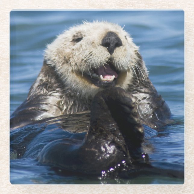 California Sea Otter Enhydra lutris) grooms Glass Coaster (Front)