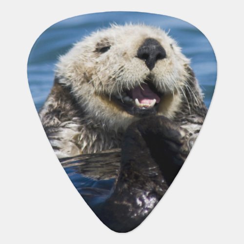 California Sea Otter Enhydra lutris grooms Guitar Pick
