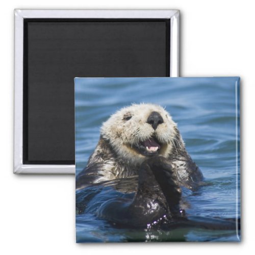 California Sea Otter Enhydra lutris grooms Magnet
