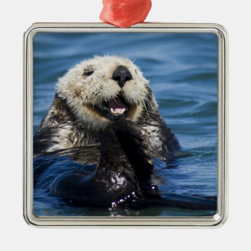 California Sea Otter Enhydra lutris grooms Metal Ornament