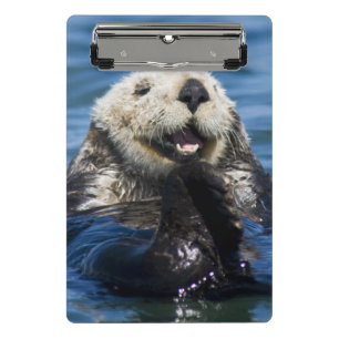 California Sea Otter Enhydra lutris) grooms Mini Clipboard