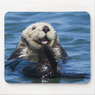 California Sea Otter Enhydra lutris) grooms Mouse Pad