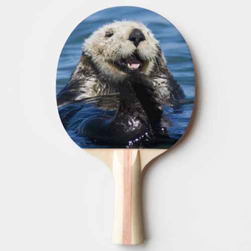 California Sea Otter Enhydra lutris grooms Ping Pong Paddle