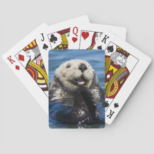 California Sea Otter Enhydra lutris) grooms Poker Cards