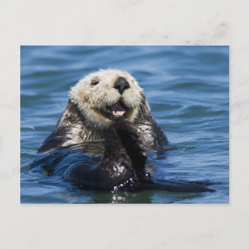 California Sea Otter Enhydra lutris grooms Postcard