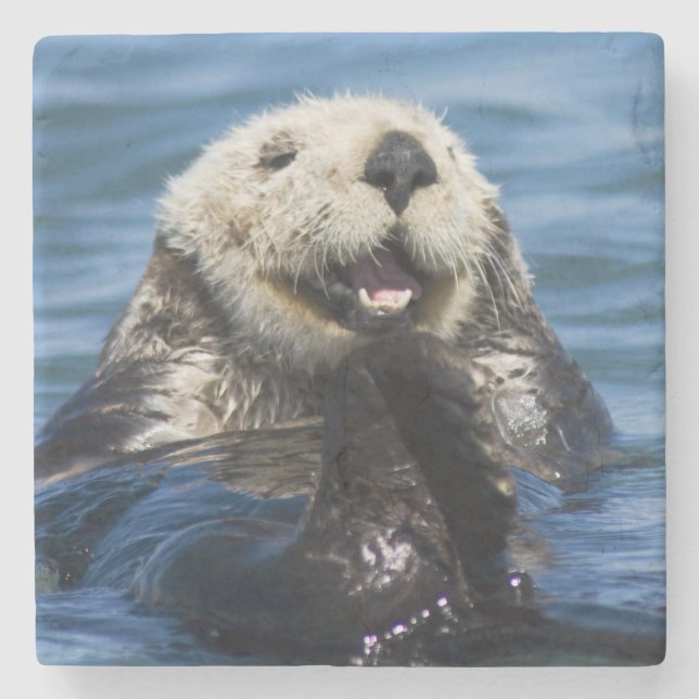 California Sea Otter Enhydra lutris) grooms Stone Coaster (Front)