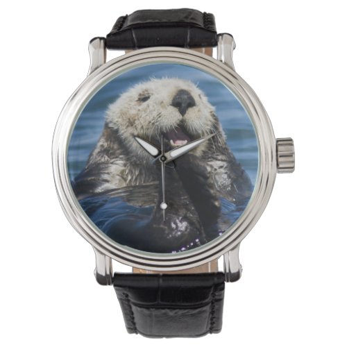 California Sea Otter Enhydra lutris grooms Watch