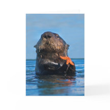 California Sea Otter Holding Starfish