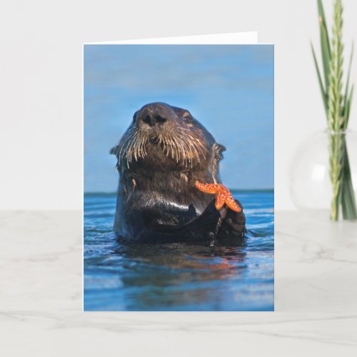 California Sea Otter Holding Starfish Card