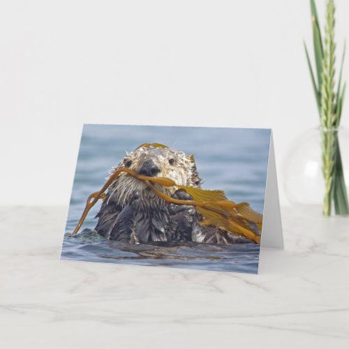 California Sea Otter Wrapped in Bull Kelp Card