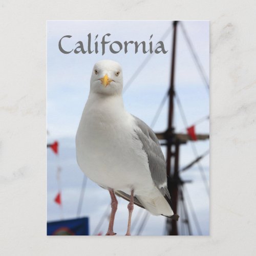 California Seagull and Boat Postcard