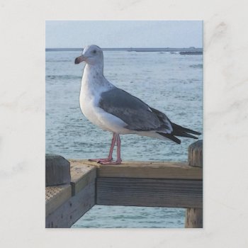 California Seagull Postcard by busycrowstudio at Zazzle