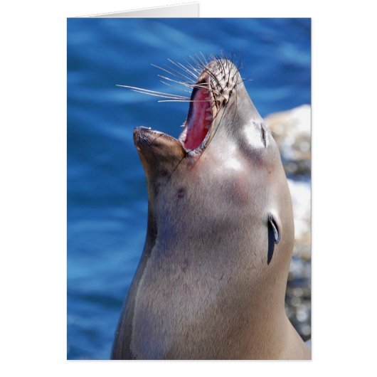 California Singing Seal Cards (Front)