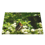 California Sister Butterfly in Yosemite Canvas Print